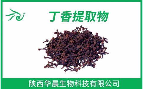 丁香提取物、母丁香提取物、公丁香提取物